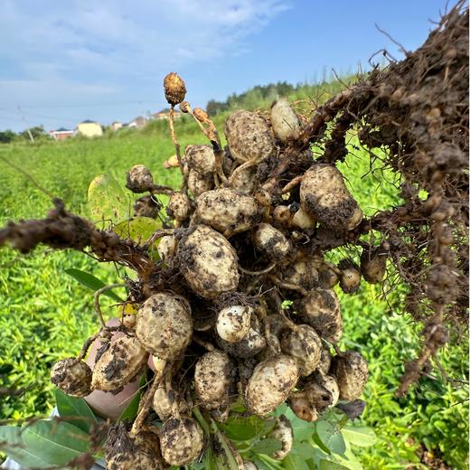  生态鲜花生（带壳）| 合作生产 *Ecological fresh peanuts | Partner Production 商品图3