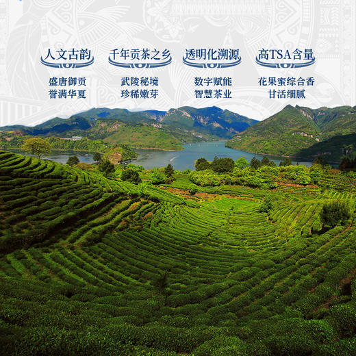 正山堂 古丈红单芽 湖南特级红茶正宗骏眉中国茶叶罐装50g 商品图3