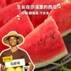 生态沙漠西瓜 | 合作生产 * Ecological desert watermelon  | Coproduction 商品缩略图0