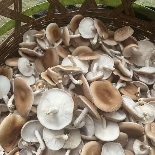 云南景东小香菌鲜香美味煲汤炖鸡提鲜增香农家精选 商品图2