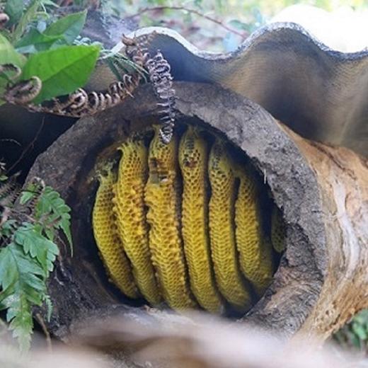 云南景东土蜂百花蜜石崖子岩蜜食用农产品山林野生蜂蜜天然健康香甜营养 商品图4