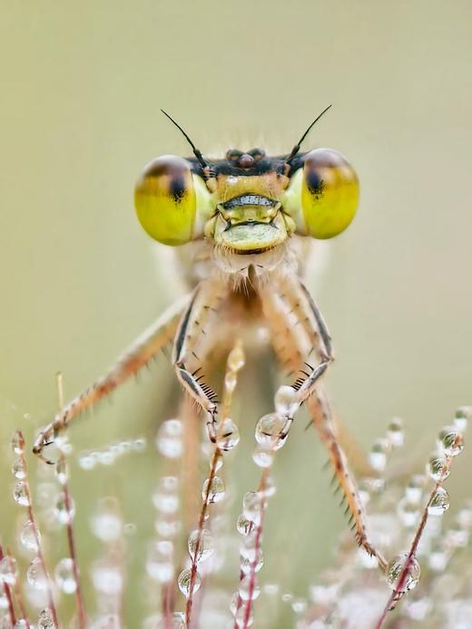 飘泊手机微距镜头 长焦微距二合一 商品图7