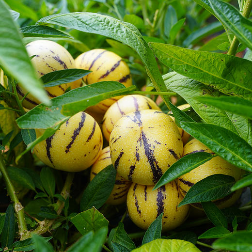 【云南石林树上熟人参果】糖水小炮弹 清甜多汁 肉质细腻 皮薄肉厚 入口爆汁 4种规格任选 商品图11