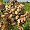 生态鲜花生（带壳）| 合作生产 *Ecological fresh peanuts | Partner Production 商品缩略图2
