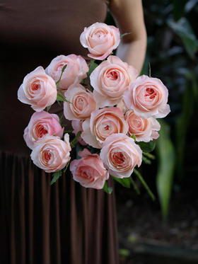 凯瑟琳玫瑰【 爱情只属于足够勇敢和真诚的人】简小姐精选稀有简奥斯汀 凯瑟琳玫瑰 基地直发 2件顺丰空运包邮