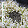 【分销】八窨茉莉花茶  福鼎大毫春芽  鲜灵透骨，冷香持久！茶引花香，甘爽回甜！ 商品缩略图1