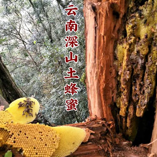 云南景东土蜂百花蜜石崖子岩蜜食用农产品山林野生蜂蜜天然健康香甜营养 商品图2
