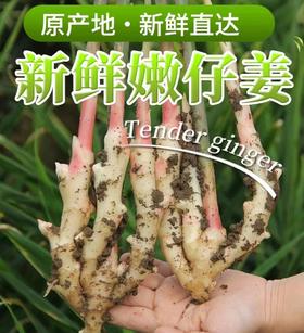 新鲜红芽嫩姜 （多规格可选）
