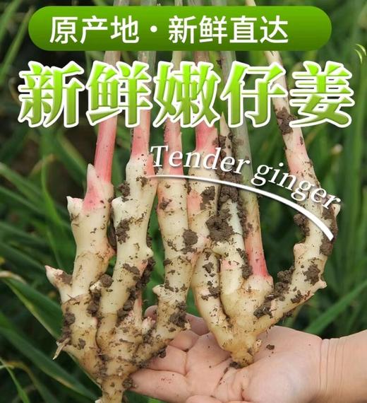 新鲜红芽嫩姜 （多规格可选） 商品图0