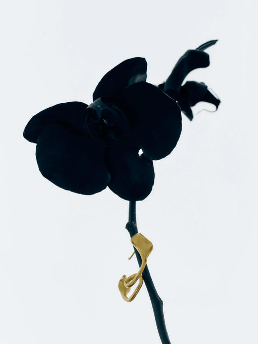 LS｜Palmleaf Earrings 手心叶耳环 [ 金 / 银 ]【Botanicalia 】 商品图2