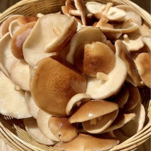 云南景东小香菌鲜香美味煲汤炖鸡提鲜增香农家精选 商品图0