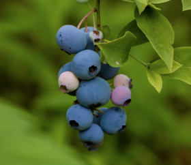 20多年自然农法种植，与草共生，与虫鸟共享，味道自然纯粹，野生也不过如此了！