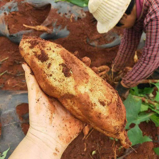 现挖云南高山雪莲果天山脆甜多汁 商品图1