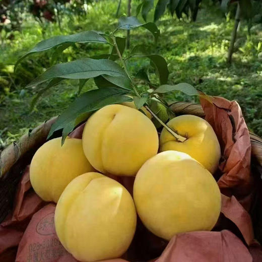 云阳锦绣黄桃，家乡好桃！带箱6斤/10斤装，普通地区顺丰包邮！ 商品图11