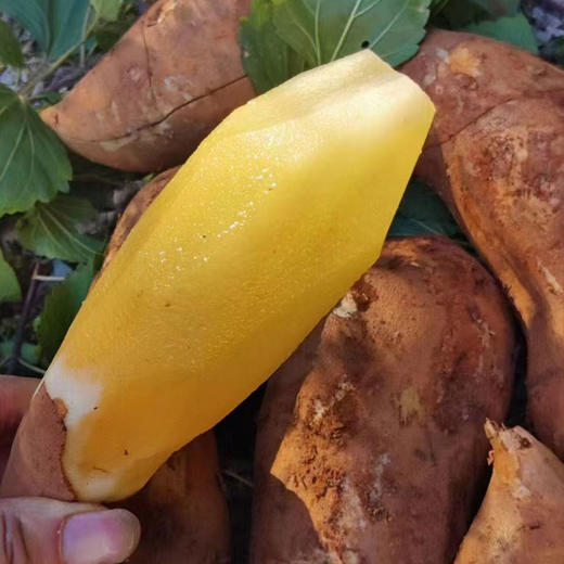 现挖云南高山雪莲果天山脆甜多汁 商品图2