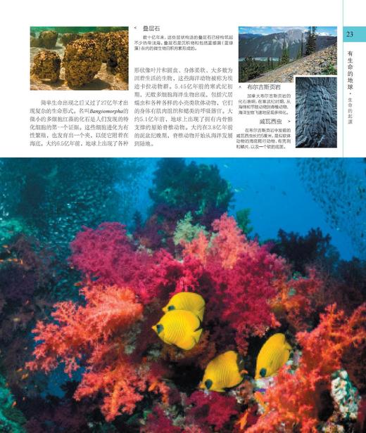 《DK博物大百科》（修订版） 商品图7