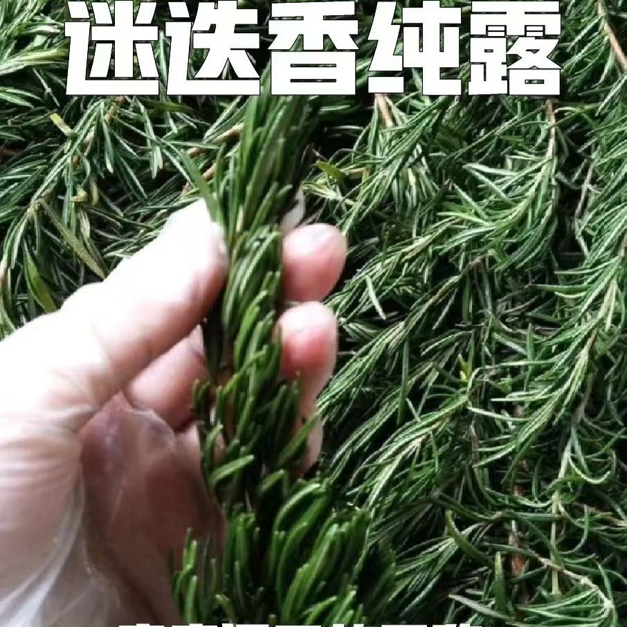 马鞭草 毛孔清道夫 调理水油  疏通毛孔 改善闭口