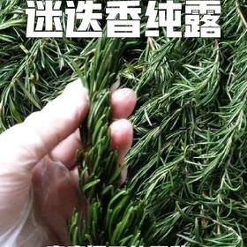 马鞭草 毛孔清道夫 调理水油  疏通毛孔 改善闭口