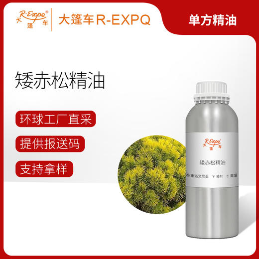 矮赤松精油/欧洲山松 Pinus Mugo Turra斯洛文尼亚直采 大篷车精油 商品图0