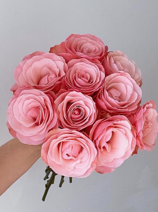 和弦玫瑰【 有一个世界永远不天黑，星星太阳万物都听我指挥】简小姐精选稀有粉色玫瑰 和弦 基地直发 2件顺丰空运包邮 商品图7