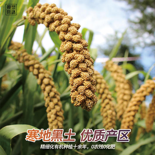 上新！有机小米  放心粮 一份2kg 商品图4