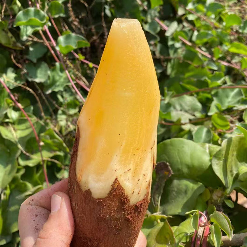 现挖云南高山雪莲果天山脆甜多汁