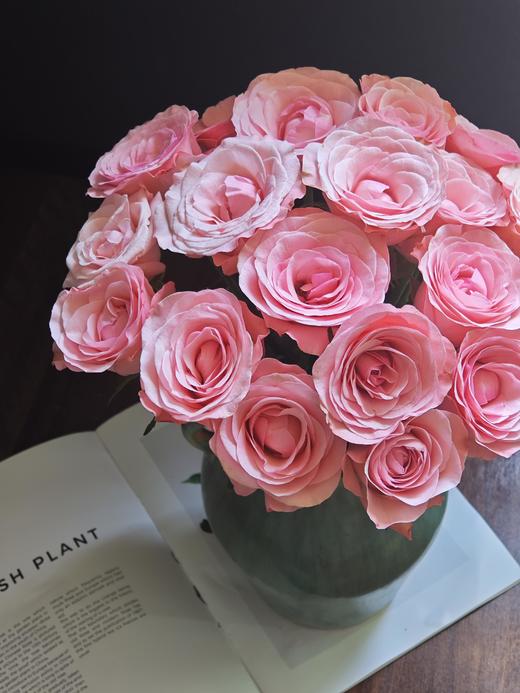 和弦玫瑰【 有一个世界永远不天黑，星星太阳万物都听我指挥】简小姐精选稀有粉色玫瑰 和弦 基地直发 2件顺丰空运包邮 商品图3