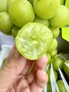 顺丰包邮到家，有机精品阳光玫瑰青提，甜蜜中自带玫瑰花香，口感细腻，甜度好，关键自带的花香味很难不爱！沁人心脾，甜而不腻
4斤/箱