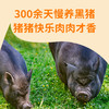神兽果果 午餐肉黑猪后腿肉饼精选健康儿童宝宝 商品缩略图2