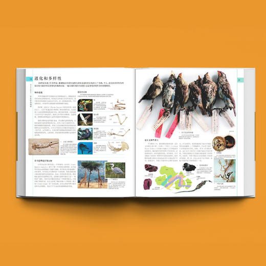 《DK博物大百科》（修订版） 商品图4