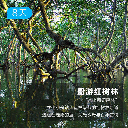 锡兰明珠丨斯里兰卡经典环线  徒步游猎追鲸 赏热带岛屿的落日熔金【签证免费】 8日 商品图3