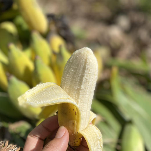 老实芭蕉干 4袋（220g/袋） 商品图4