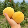 云阳锦绣黄桃，家乡好桃！带箱6斤/10斤装，普通地区顺丰包邮！ 商品缩略图10