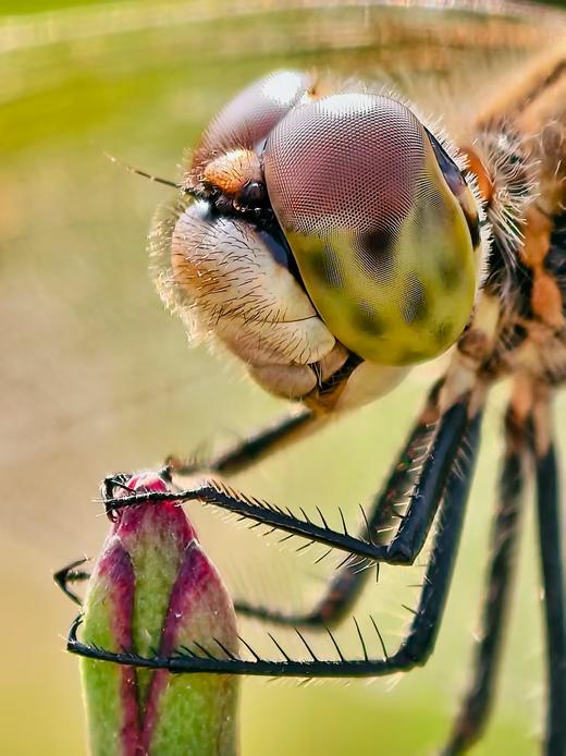 飘泊手机微距镜头 长焦微距二合一 商品图6