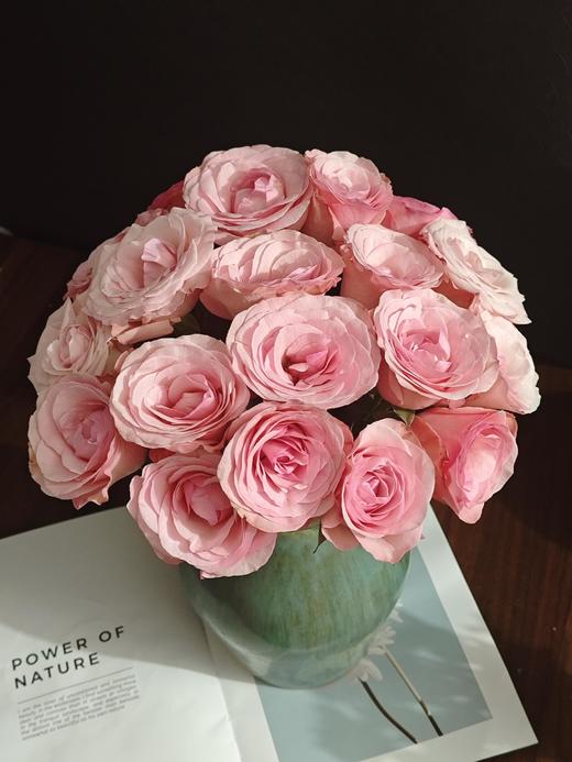 和弦玫瑰【 有一个世界永远不天黑，星星太阳万物都听我指挥】简小姐精选稀有粉色玫瑰 和弦 基地直发 2件顺丰空运包邮 商品图6