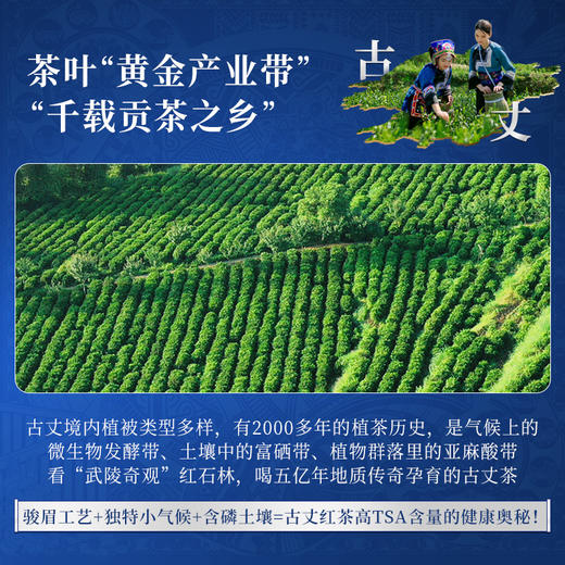 正山堂 古丈红单芽 湖南特级红茶正宗骏眉中国茶叶罐装50g 商品图2