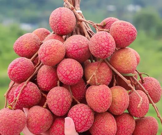 红花荔枝（450g左右） 商品图0