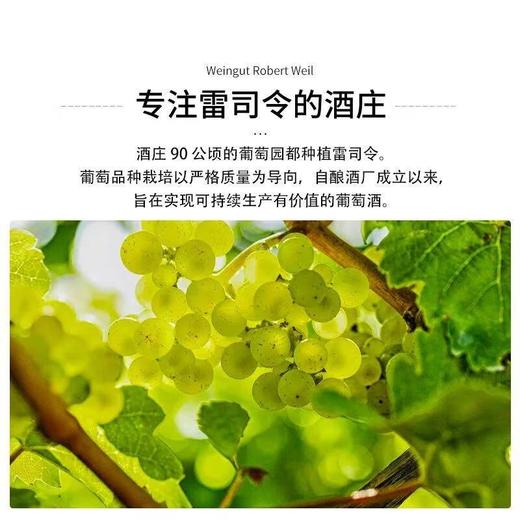 罗伯特威尔酒庄莱茵高雷司令白葡萄酒 750ml 商品图1