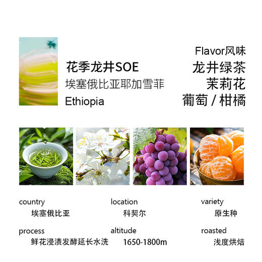 花季龙井埃塞俄比亚原生种 茉莉龙井水洗咖啡豆 一豆两用 商品图1