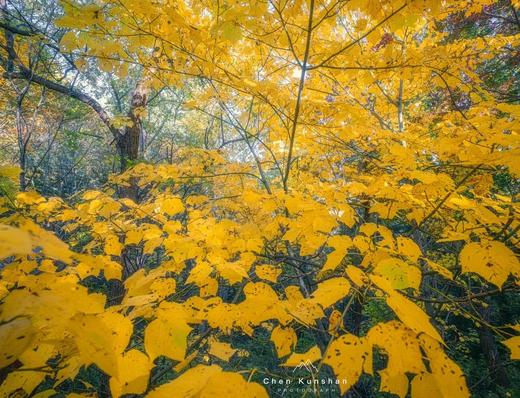 中国北极—东极穿越 | 从最北漠河到最东抚远，大小兴安岭、北大荒、兴凯湖赏秋13天 商品图8