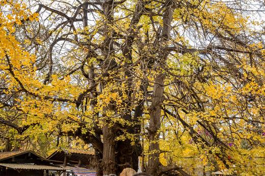 滇境寻秋：樱花谷・银杏村・独龙江11天摄影团：无量山樱花谷、腾冲银杏村、和顺古镇、怒江大峡谷、独龙江秘境、丙中洛、洱海双廊、芒市 商品图3