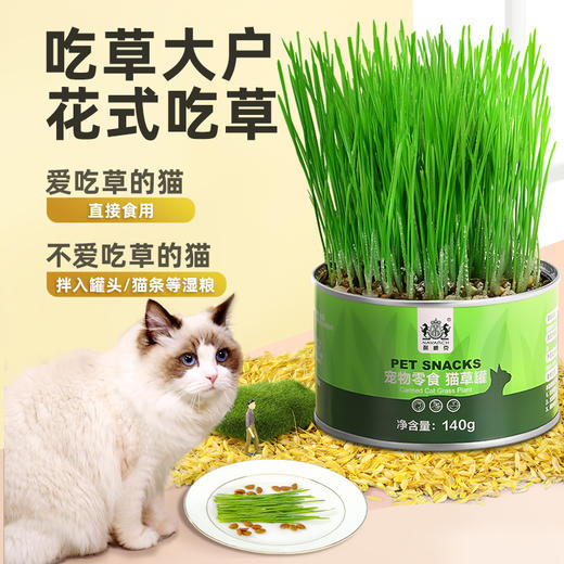 耐威克猫草种子｜水培猫薄荷｜零食罐头｜除毛球｜盆栽已种好 商品图3