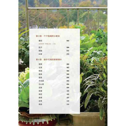 《阳台种菜》 商品图5