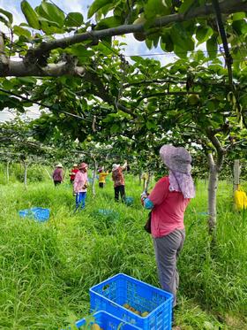  投资两千万 只为一颗梨