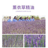 【站桩养正•养正好生活】云草堂单方薰衣草精油10ml 商品缩略图1