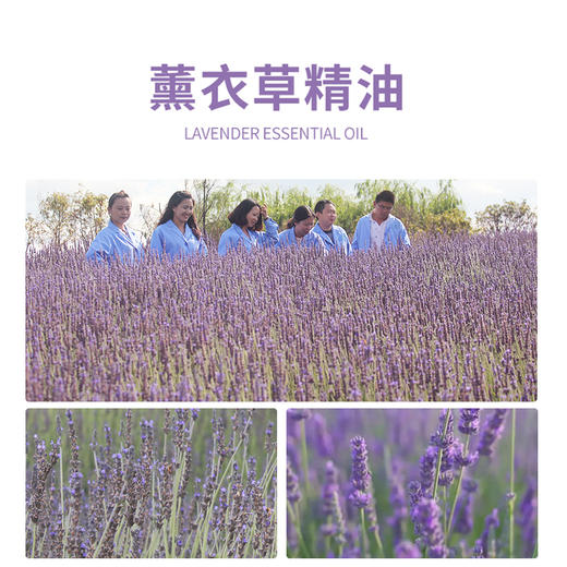 【站桩养正•养正好生活】云草堂单方薰衣草精油10ml 商品图1