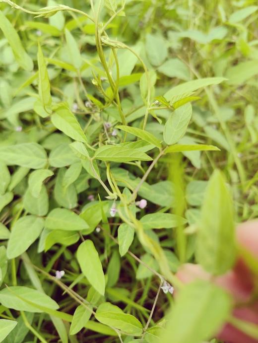 野生小黑豆茶 商品图12