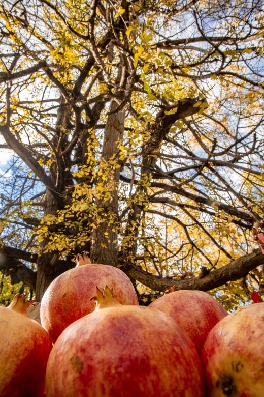 滇境寻秋：樱花谷・银杏村・独龙江11天摄影团：无量山樱花谷、腾冲银杏村、和顺古镇、怒江大峡谷、独龙江秘境、丙中洛、洱海双廊、芒市 商品图4
