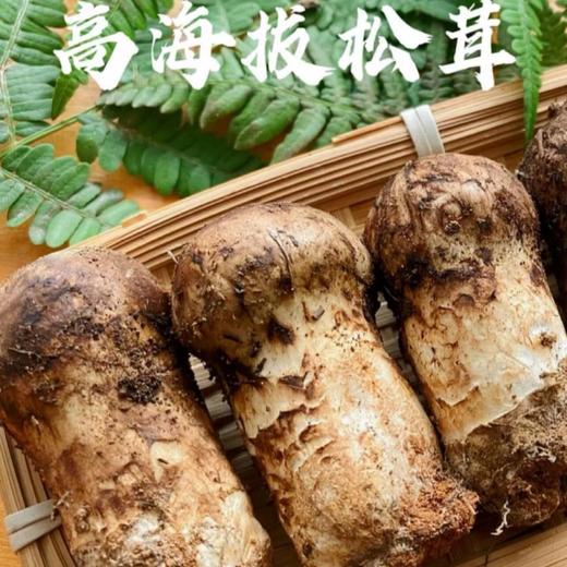 香格里拉新鲜松茸（2025），顺丰空运，高山森林的鲜味，肉质细腻，香气宜人 商品图0