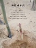 米炒白芦笋茶 商品缩略图2